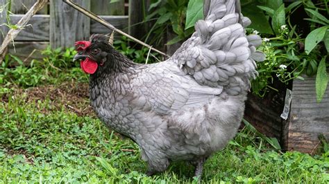 sapphire olive egger chicken